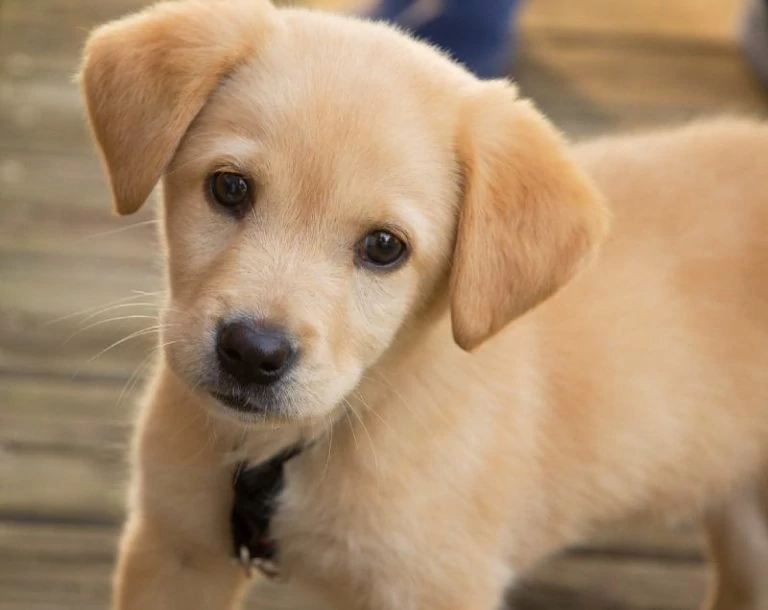 Labrador puppy